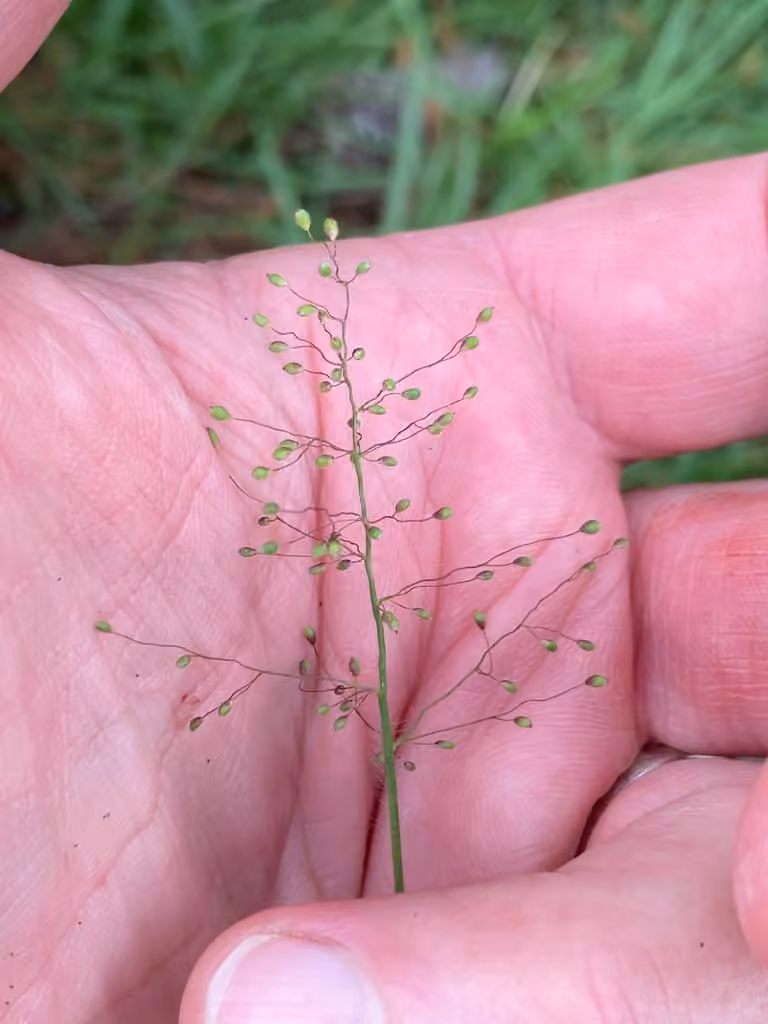 Lindheimer panicgrass, In fruit