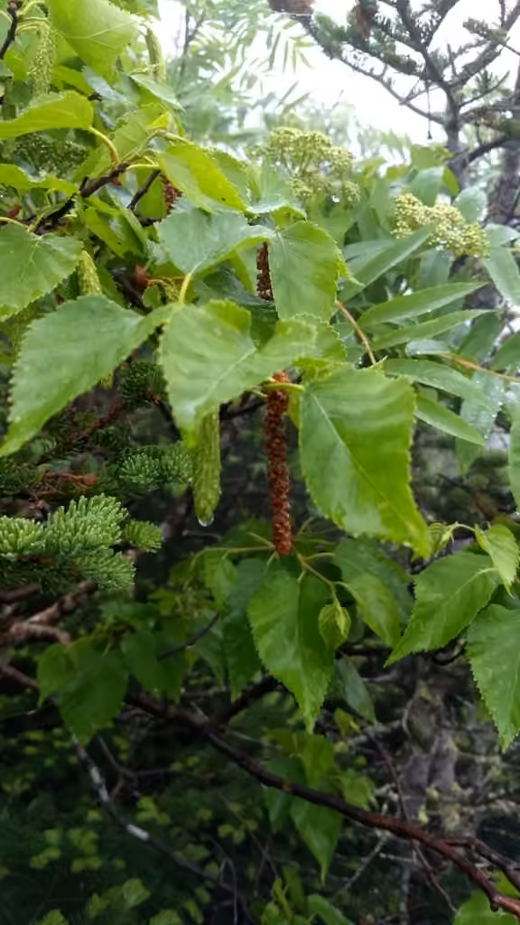 Mountain paper birch, In fruit