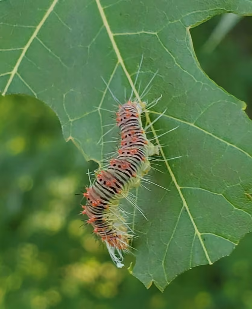Maple Dagger, Chenille