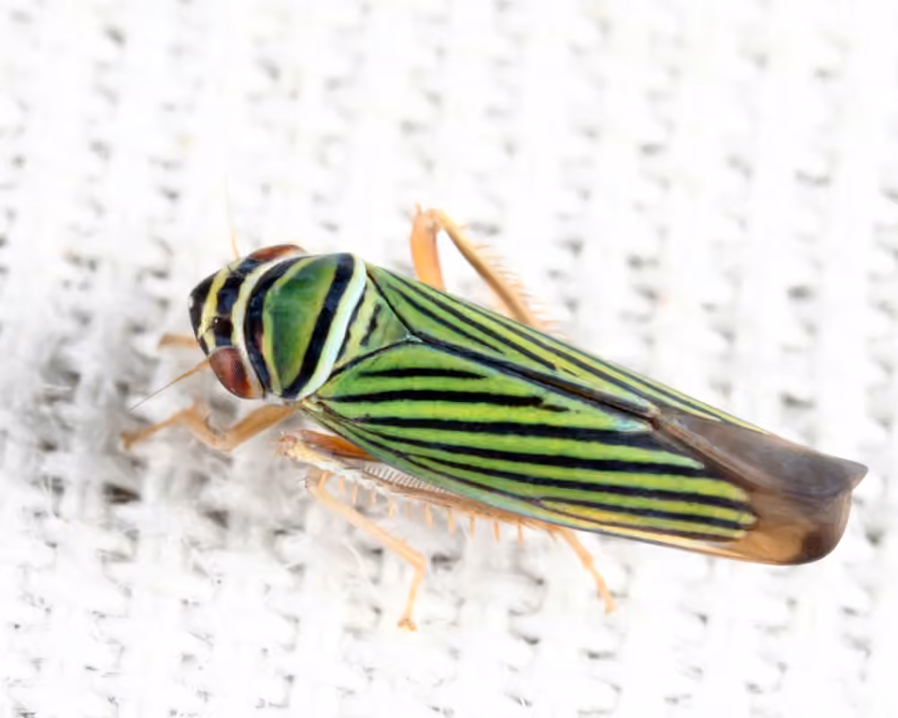 Cicadelle verte zébrée, Adulte