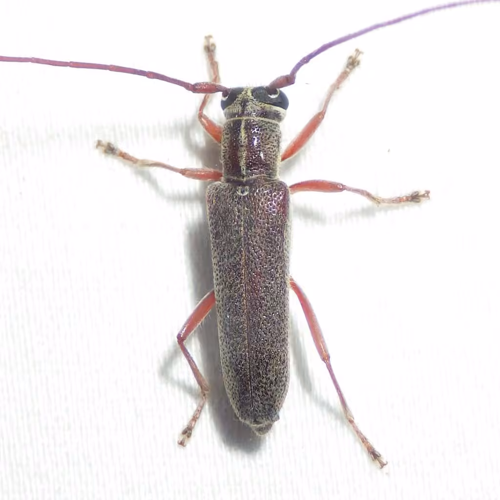 Longicorne dimorphe, photo 1 sur 5