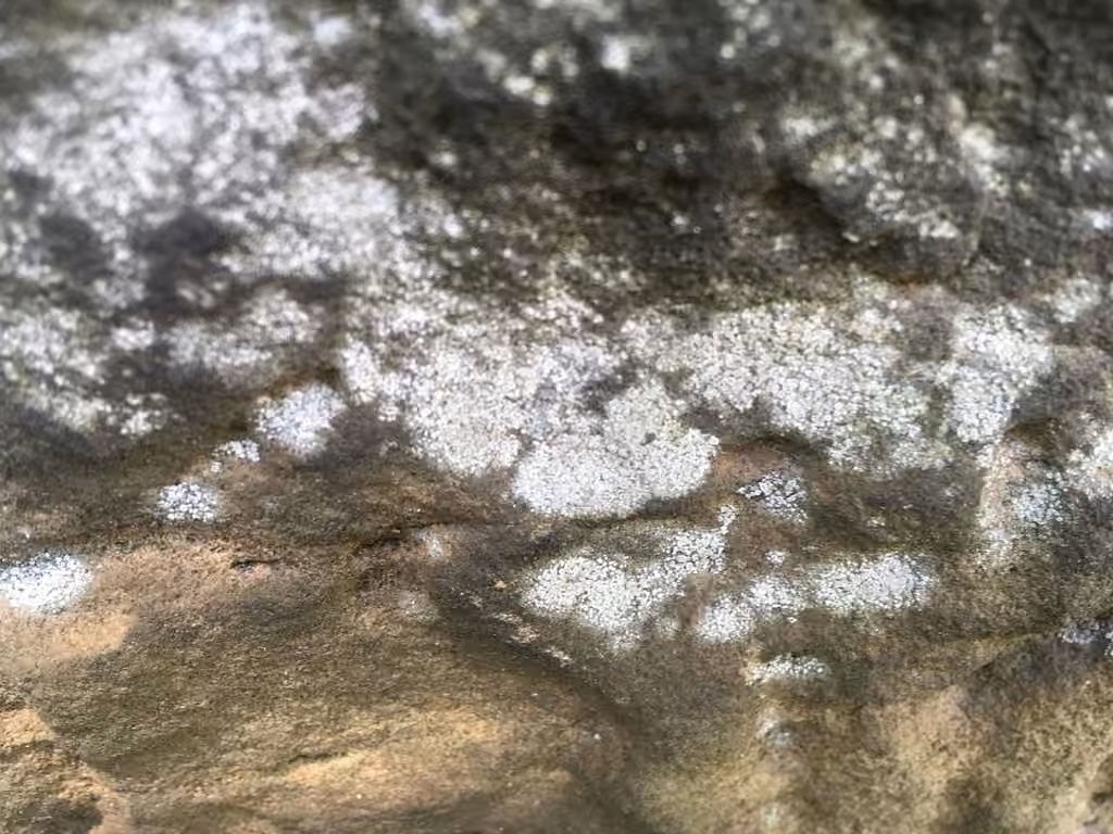 Mortar Rim Lichen, photo 2 of 5