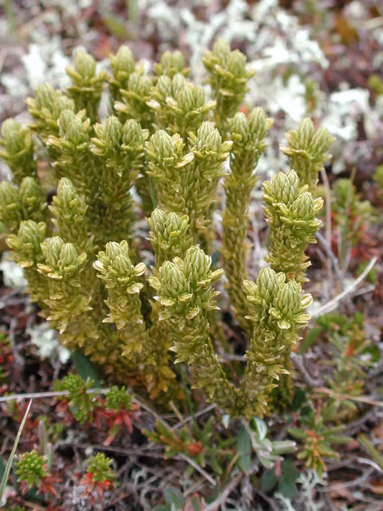 Continental firmoss, photo 2 of 5