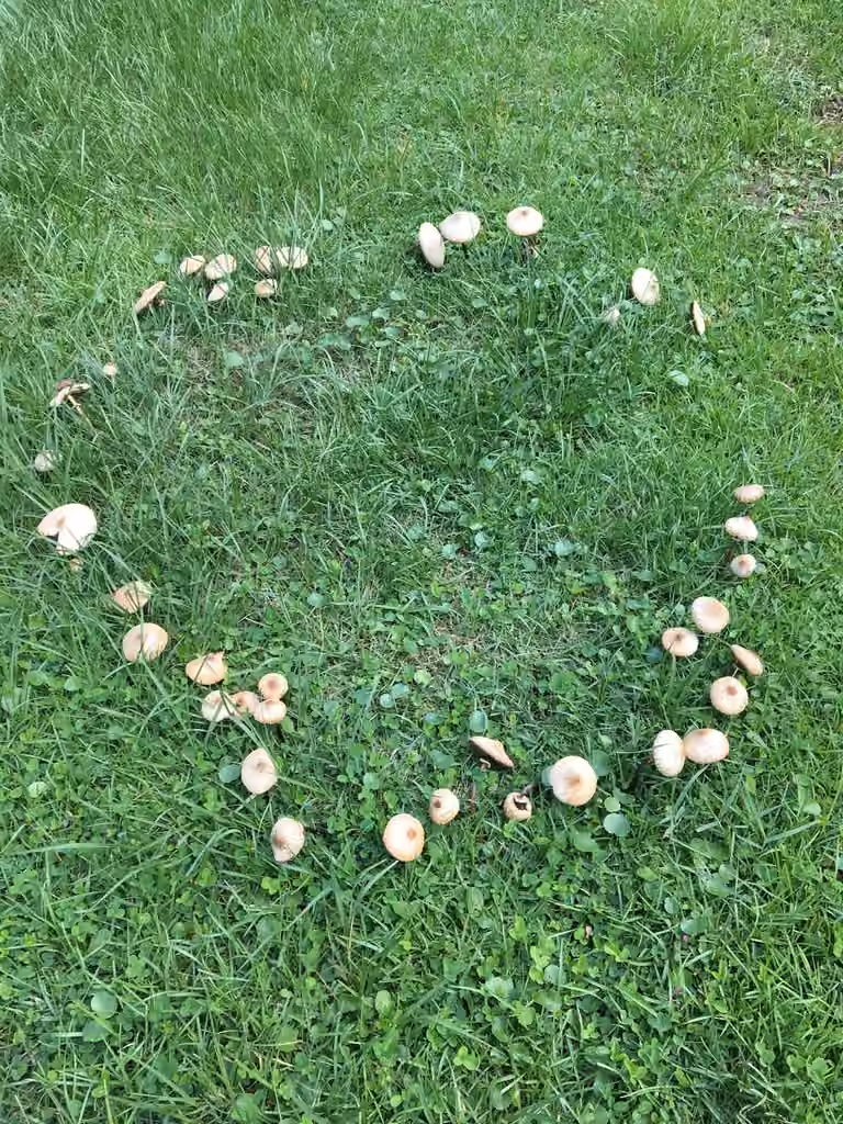 Fairy Ring Champignon, photo 2 of 5