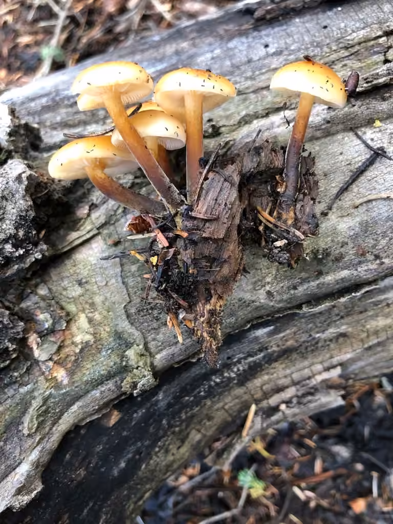 Flammulina populicola, photo 2 sur 5