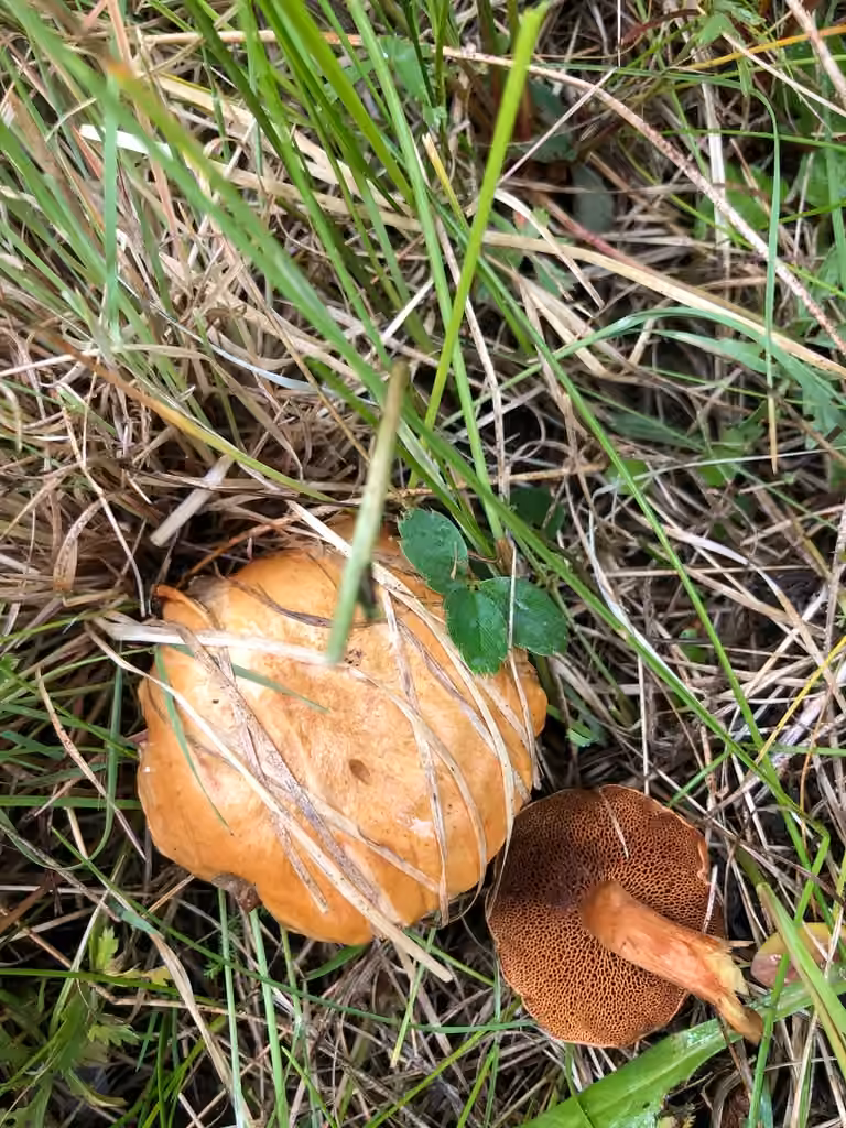 Bolet poivré, photo 2 sur 5