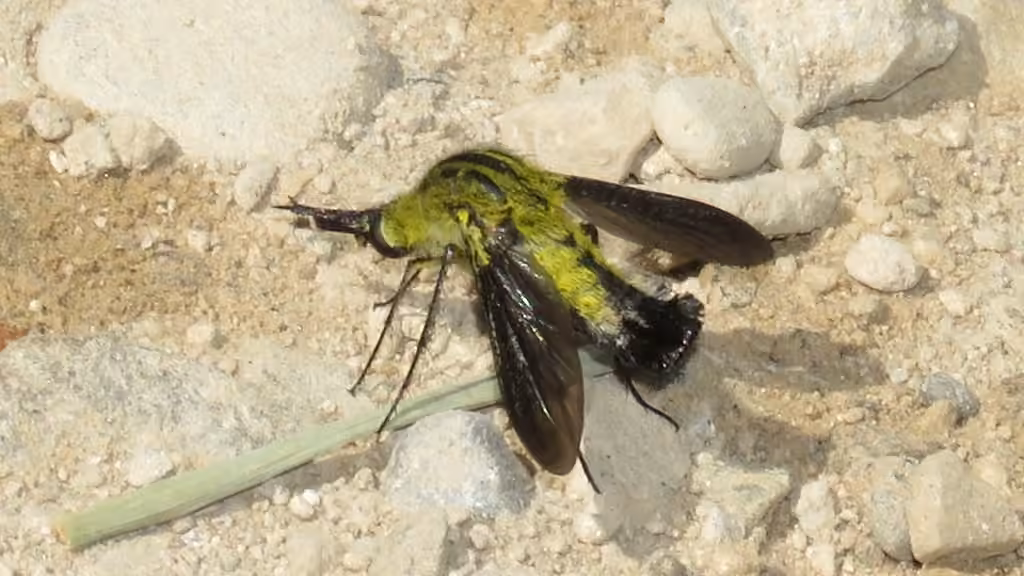 Bombyle jaune, photo 2 sur 5