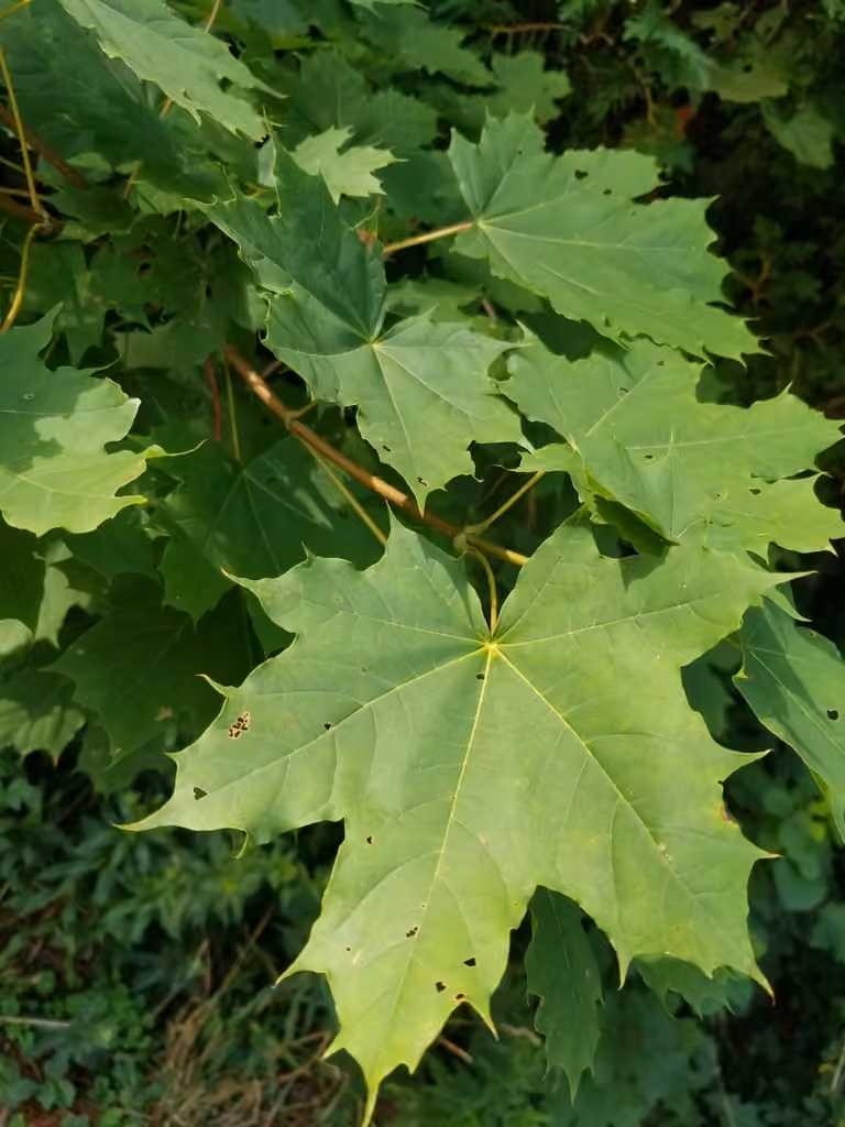 Norway maple, photo 1 of 5