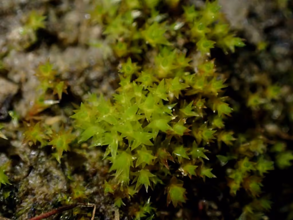 Bryum à petits tubercules