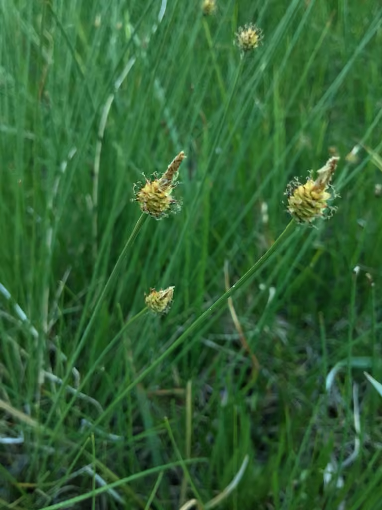 Carex capité, En fleurs