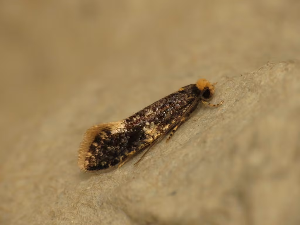 Carrion Moth, Adult
