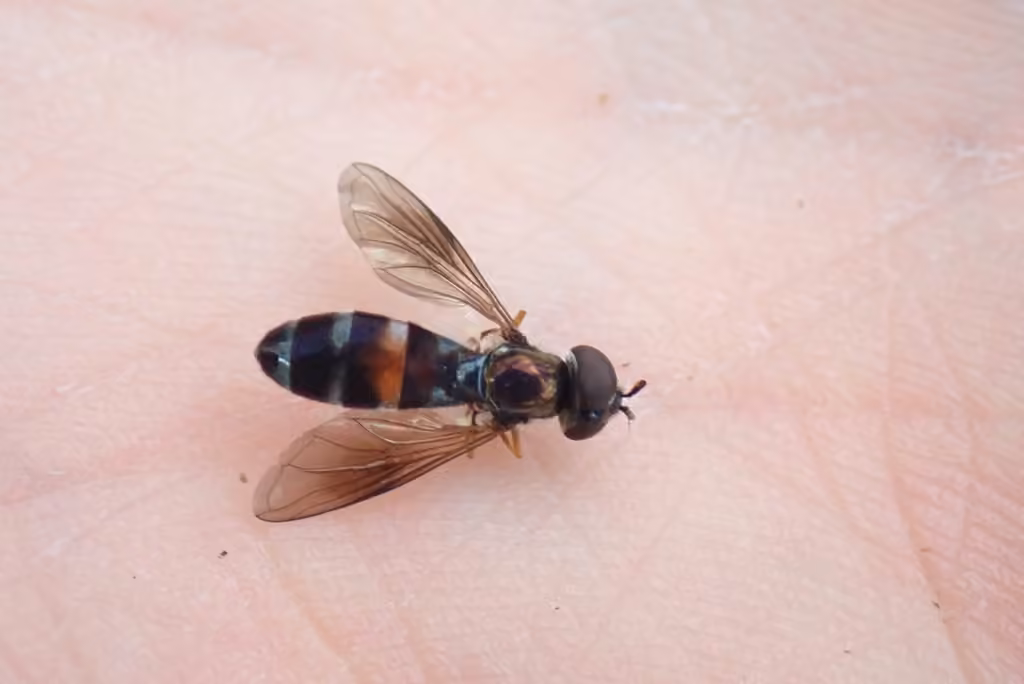 Fourspot Sedgesitter, Adult