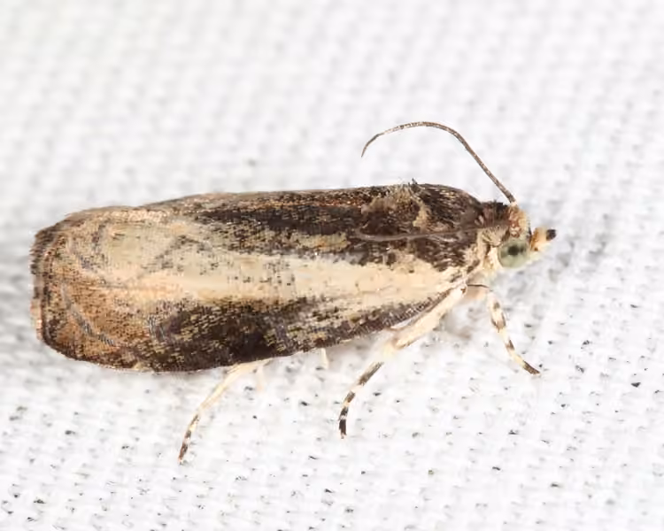 Mysterious Olethreutes Moth, Adulte