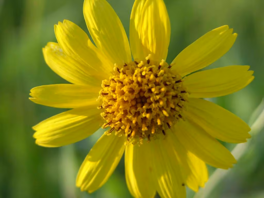 Chamisso arnica, In flower