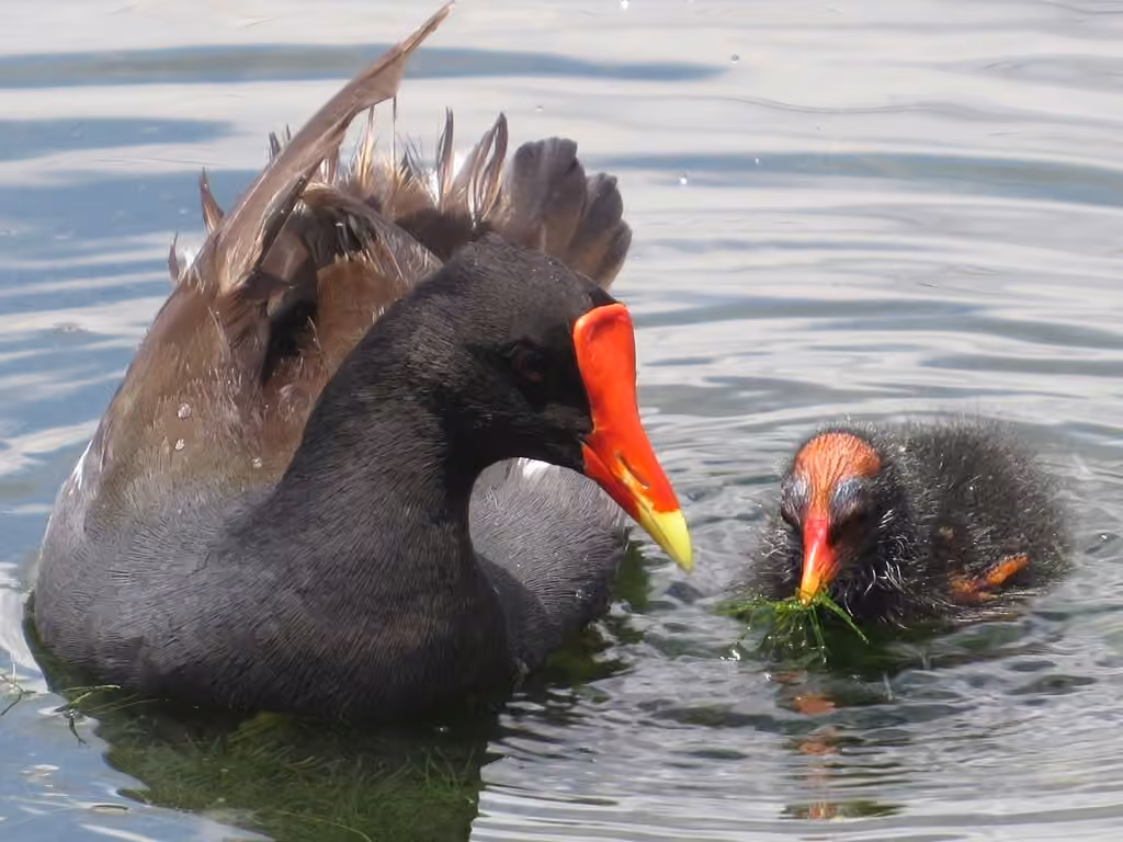 Common Gallinule, Juvenile