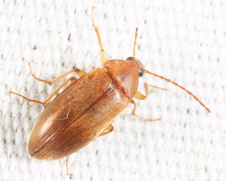 Silky Darkling Beetle, photo 2 of 5