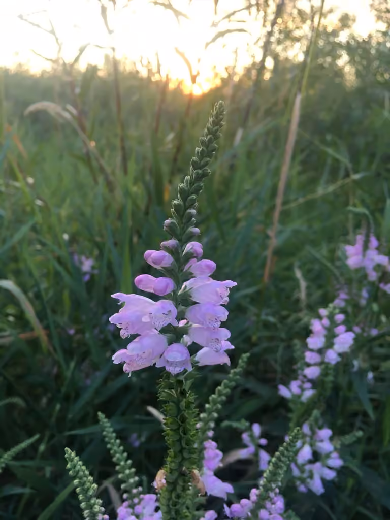 Physostégie de Virginie, En fleurs