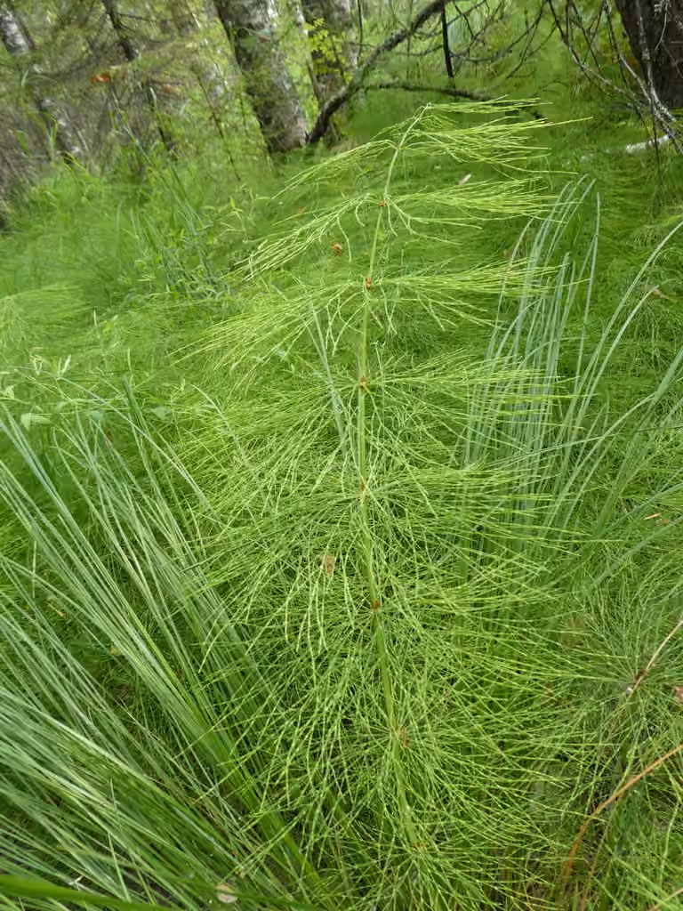 Prêle des bois, photo 2 sur 5