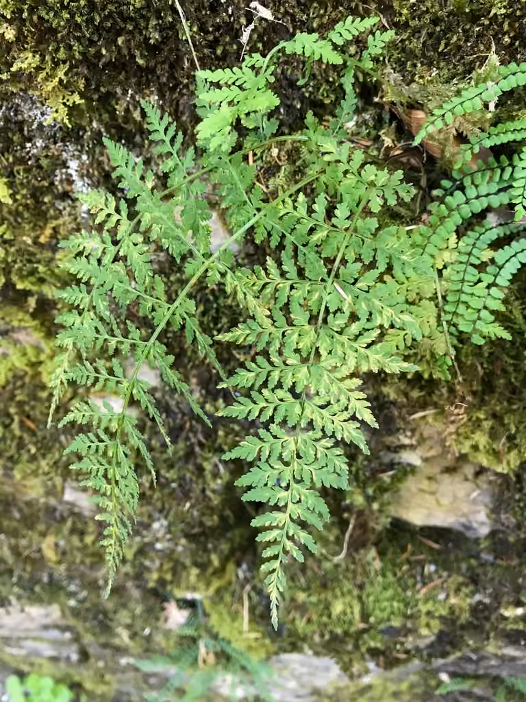 Cystoptère fragile, photo 3 sur 5
