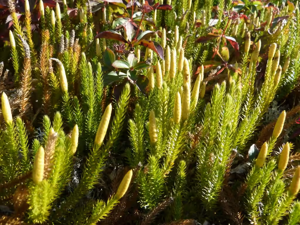 Northern Clubmoss, photo 3 of 5