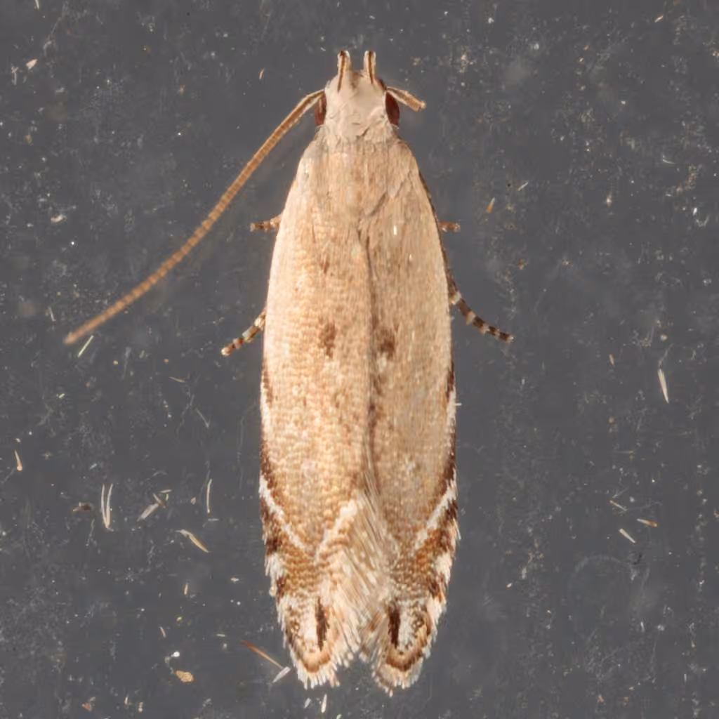 Black-faced Twirler Moth, photo 2 of 5