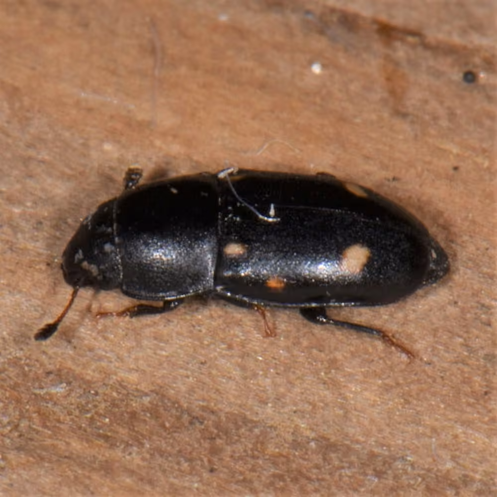 Siepmann's Sap Beetle