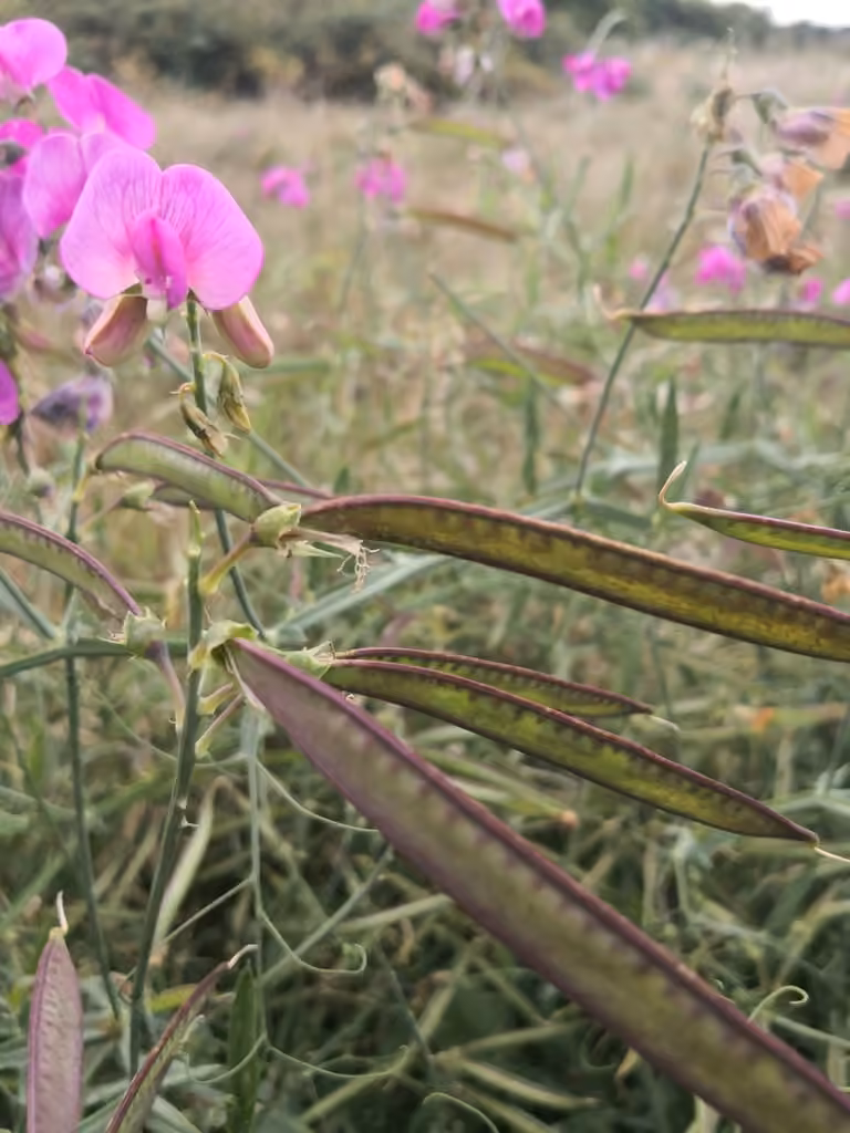 Gesse à feuilles larges, En fleurs