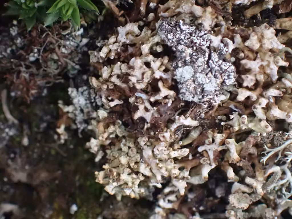 Dactyline rameuse, photo 3 sur 5