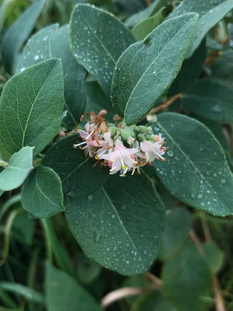 Wolfberry, photo 1 of 5