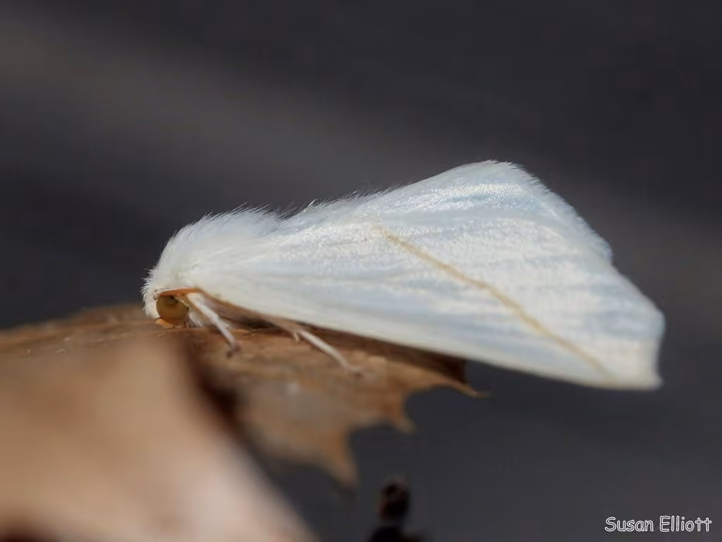 White Slant-line, photo 3 sur 5