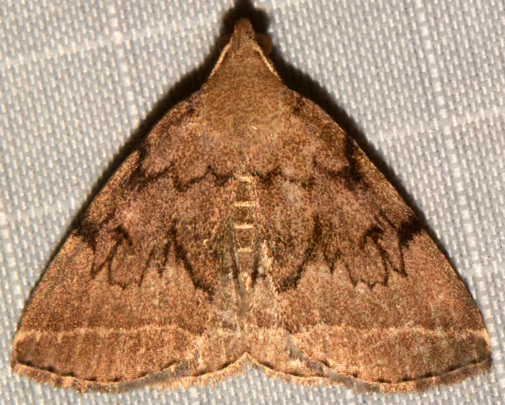 Toothed Fan-foot, Adulte