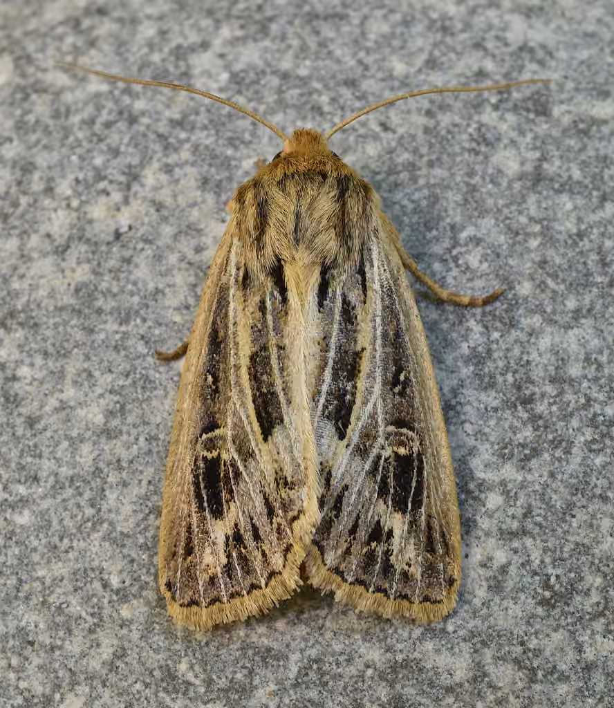 Snowy-veined Apamea Moth, Adulte