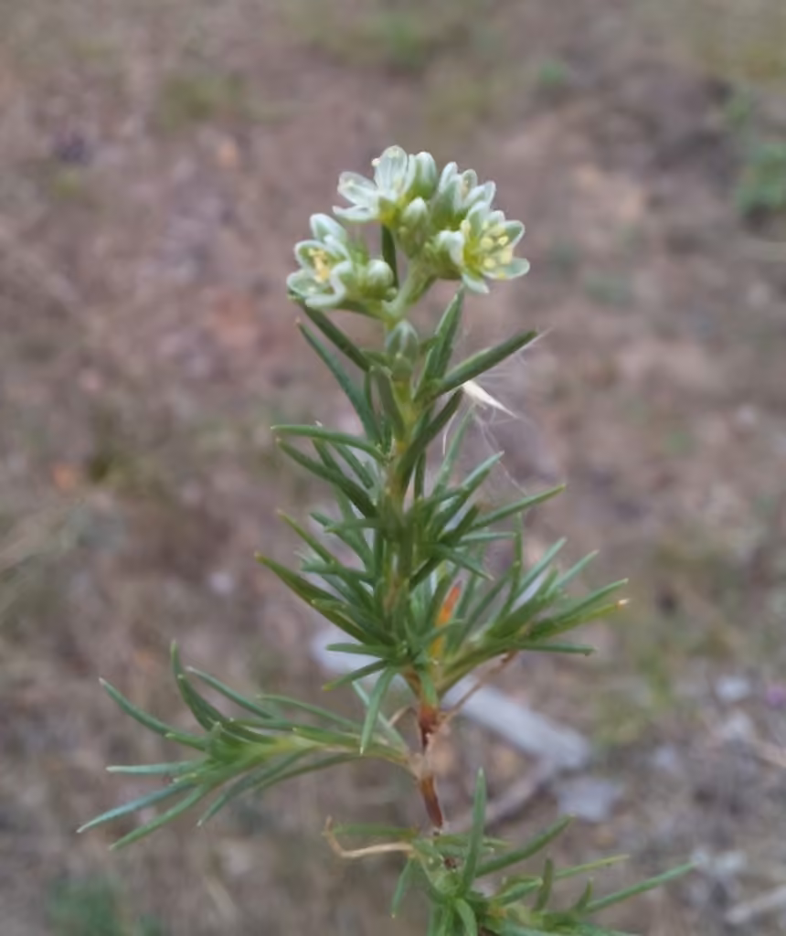 Perennial knawel, photo 1 of 5