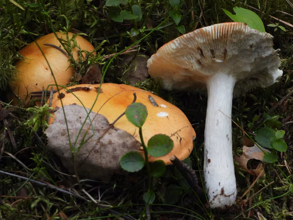 Russule orangée grisonnante, photo 2 sur 5