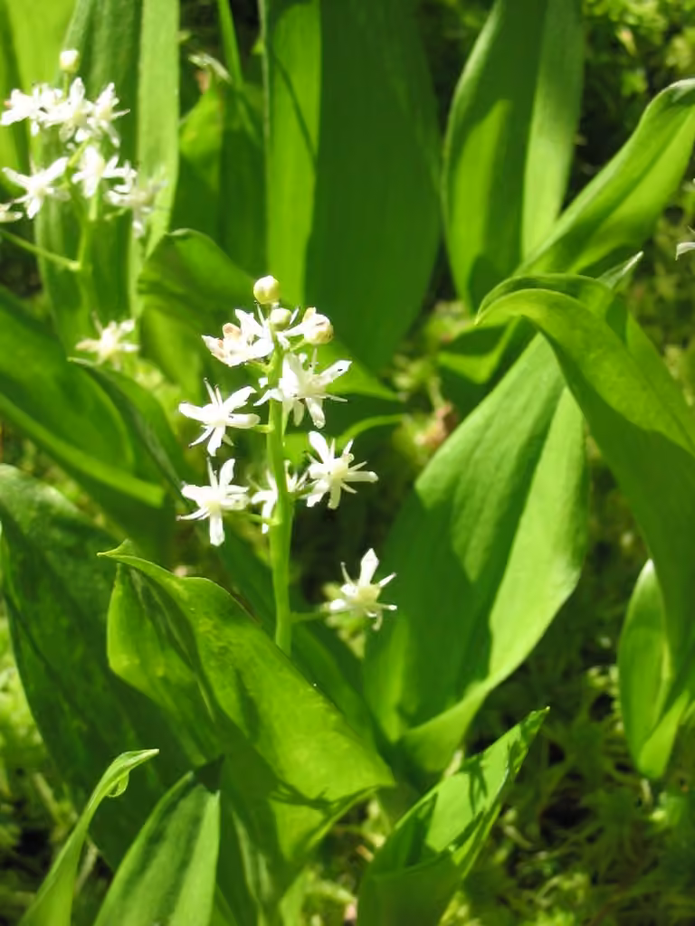 Smilacine trifoliée