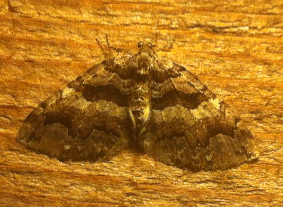 Variable Carpet Moth, photo 2 of 5
