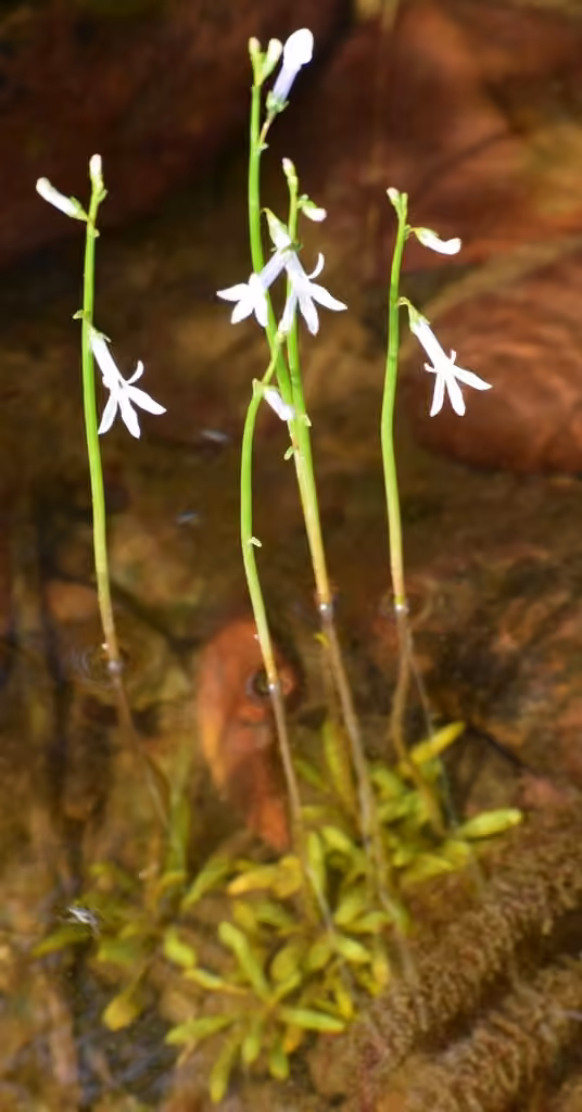 Dortmann's cardinalflower, In flower