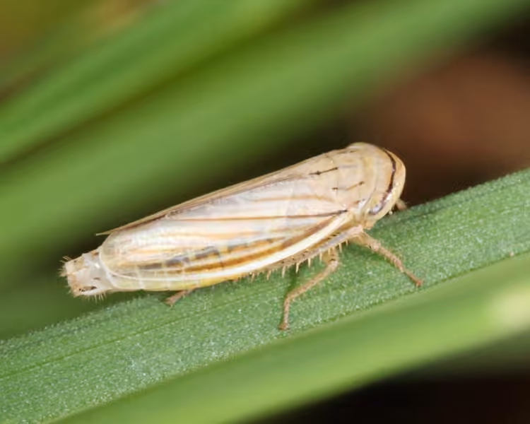 Silver Leafhopper, photo 1 sur 5