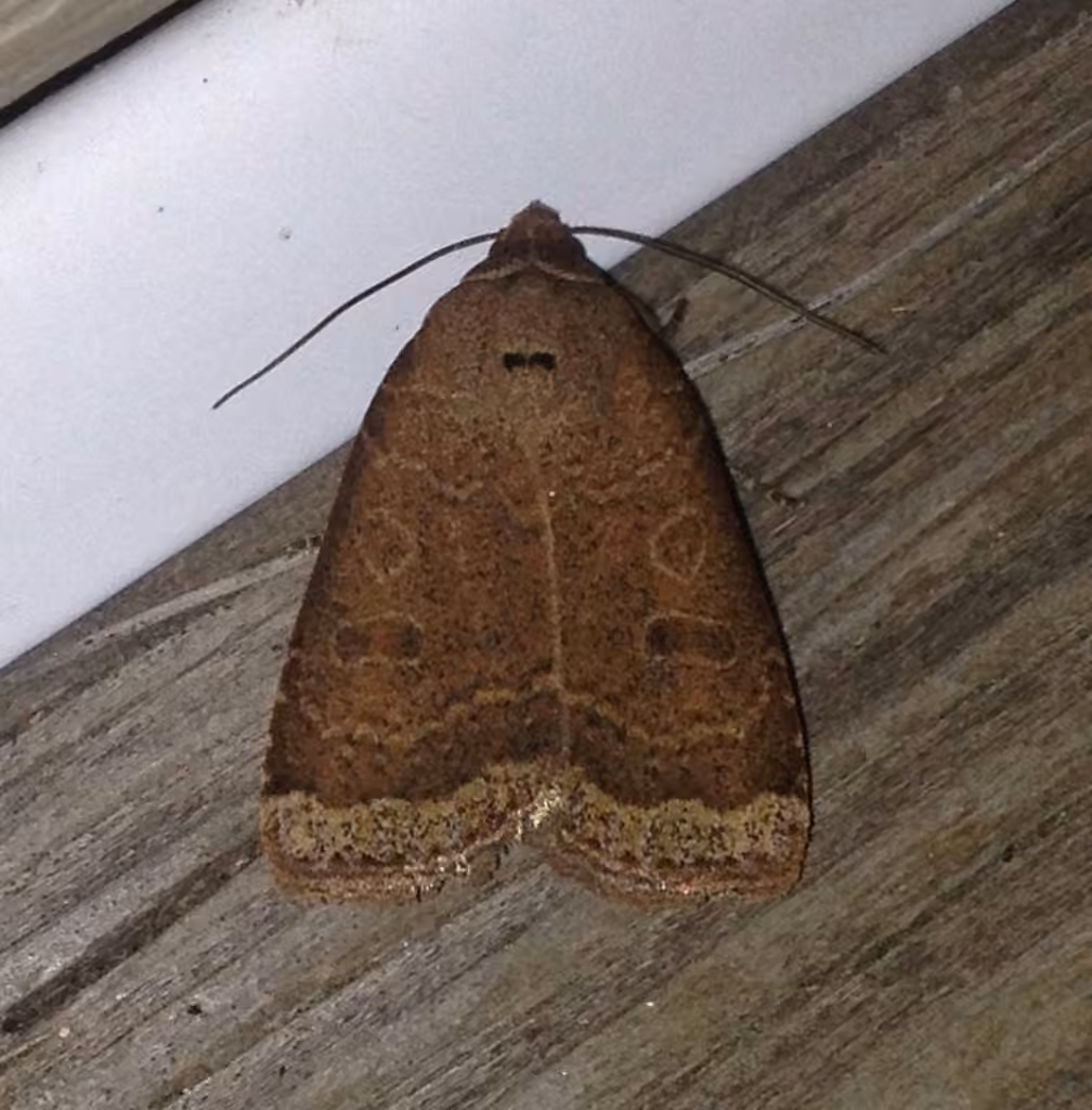 Blueberry Budworm Moth, Adulte