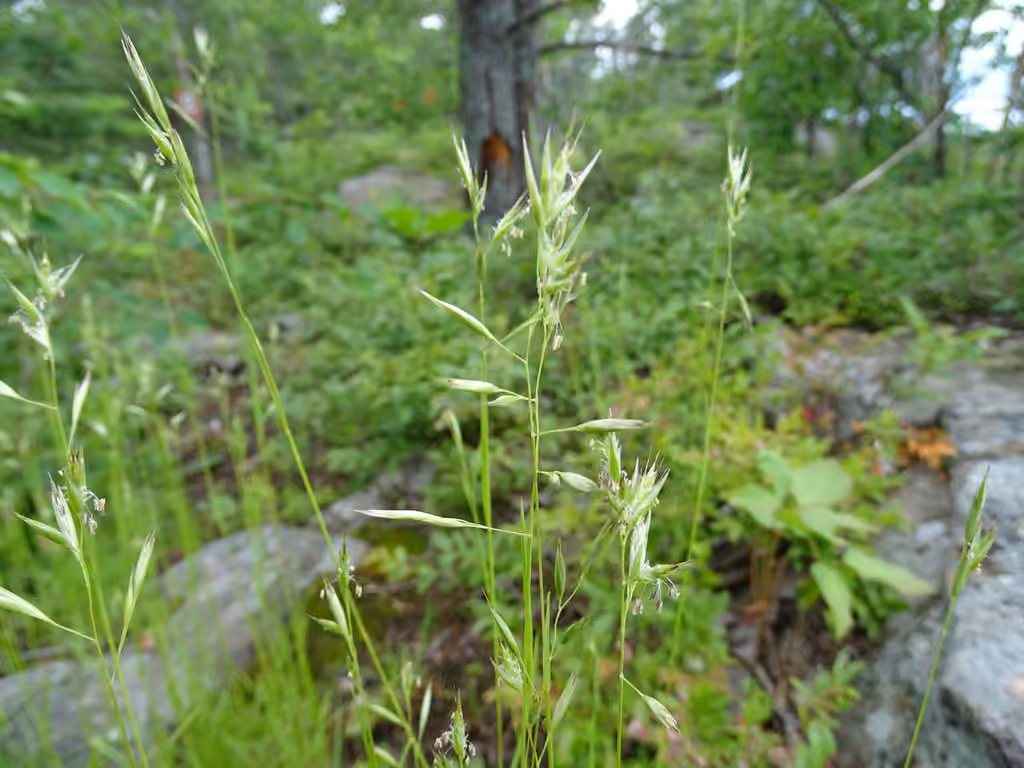 Flat-stem oat grass