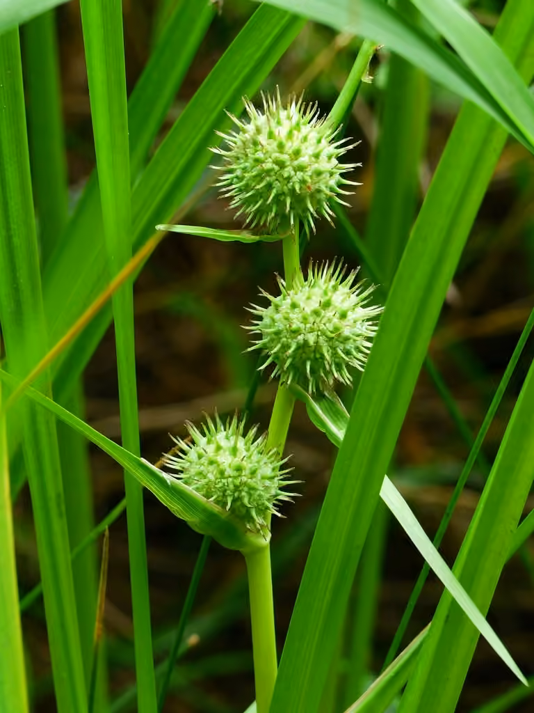 American burreed