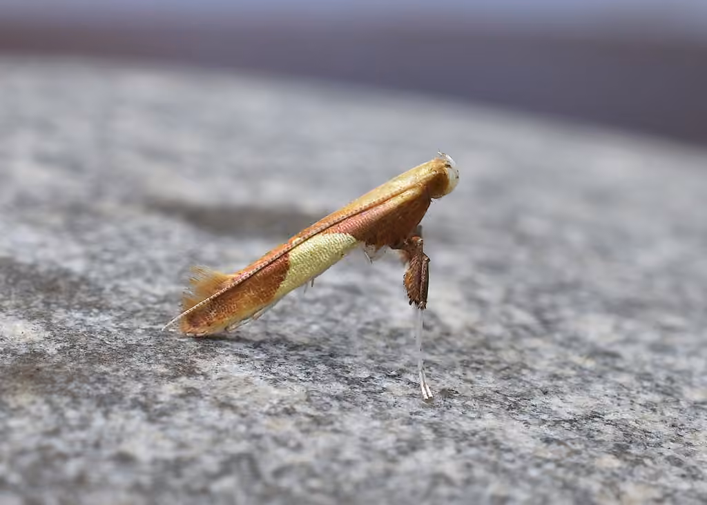 Caloptilia packardella, Adulte