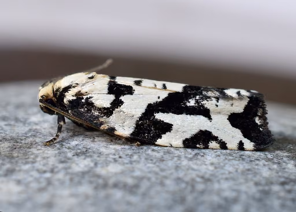 Boldly-marked Archips Moth