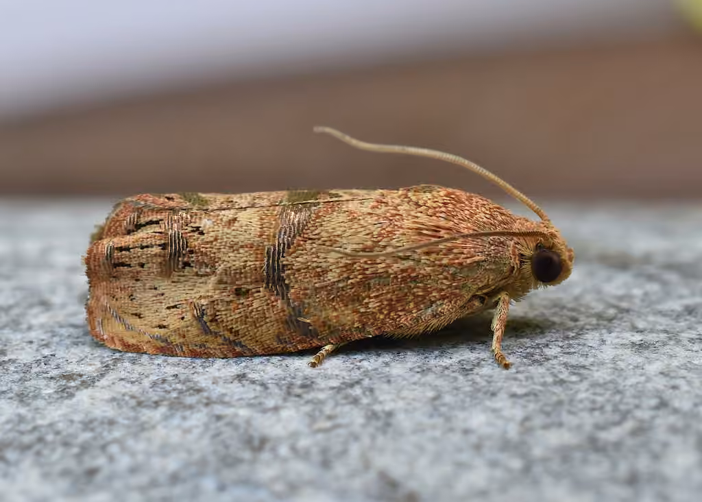 Mélissope des glands, Adulte