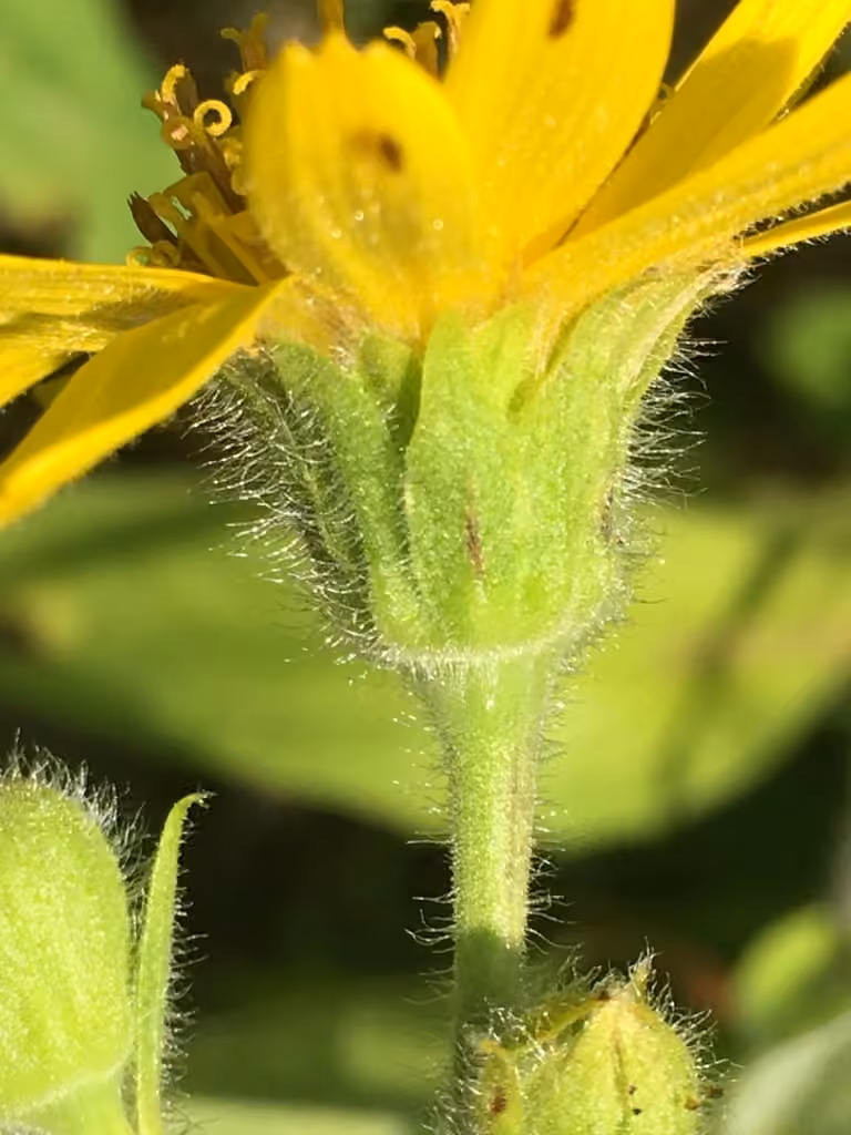 Lanceleaf arnica
