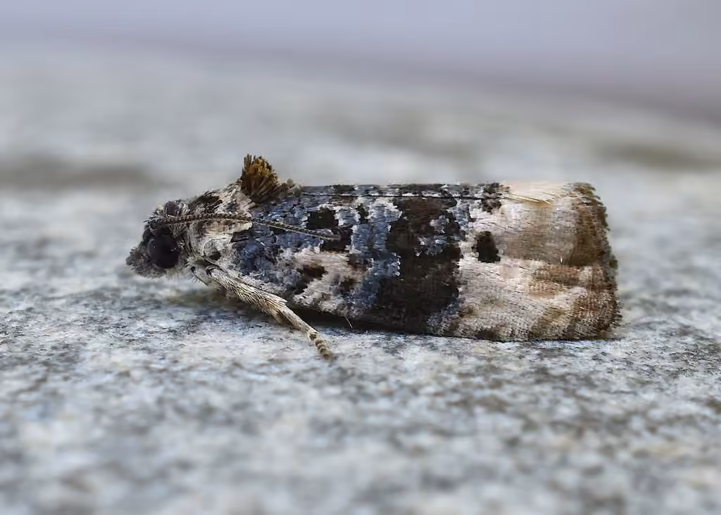 Pink-washed Leafroller Moth