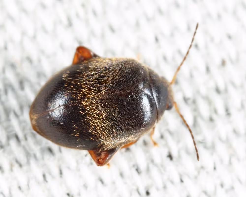 Red-legged Marsh Beetle, photo 2 of 5