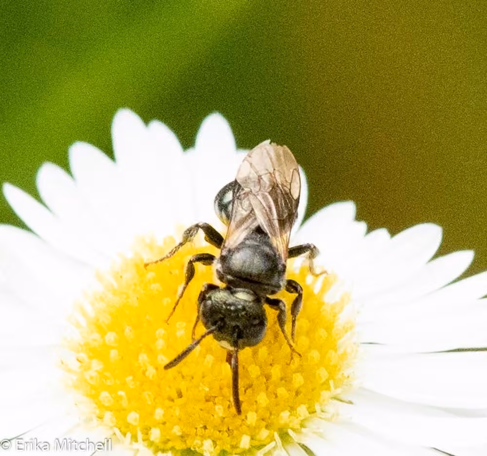 Spurred Ceratina, Male