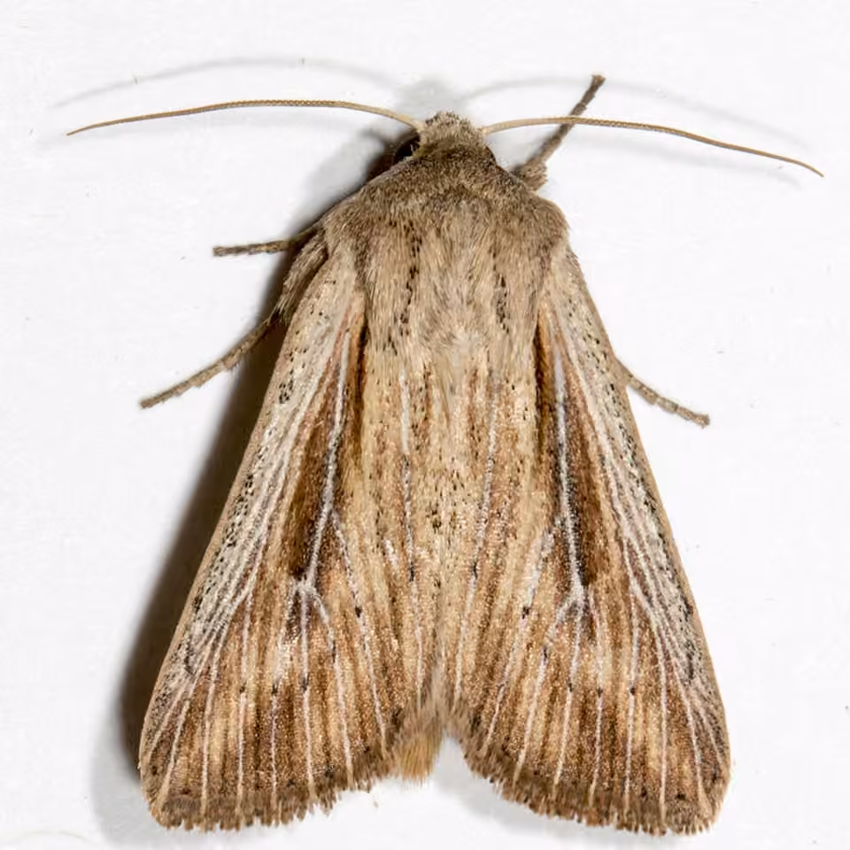 Heterodox Wainscot Moth, Adulte