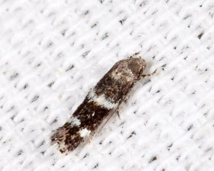 Elachista illectella, Adult female